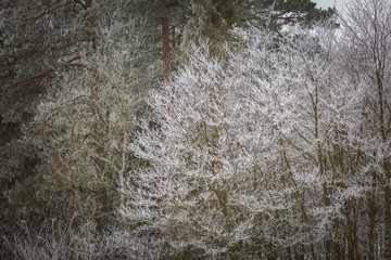 Pine tree branch with winter white rime