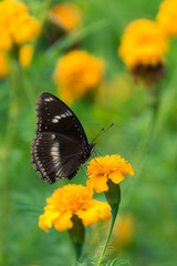 Beautiful butterfly on yellow flower,black butterfly,marigold flower