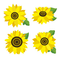 set of colored sunflowers