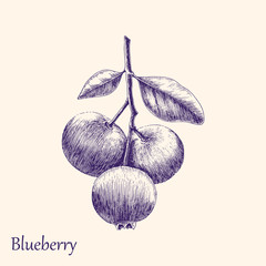 Blueberry hand drawing engraving style