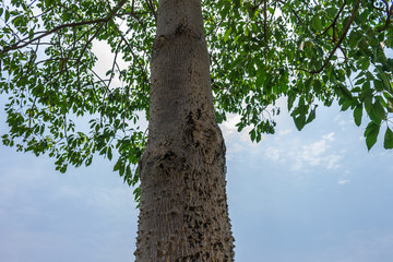 Fototapeta premium Background of nature