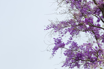 Obraz na płótnie Canvas Summer flower , Lagerstroemia floribunda, flower tree.