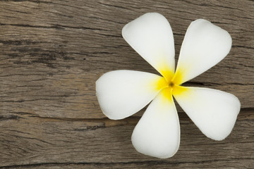 Fototapeta na wymiar Tropical flowers frangipani (plumeria) on wood background.