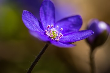 Blue liverworts flowers in close up