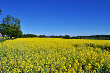 Obraz premium Allee und Rapsfeld mit Weitblick, Vilmnitz auf Rügen
