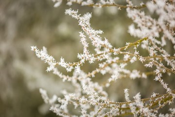 Winter trees with white rime