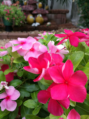 Colorful periwinkle flowers