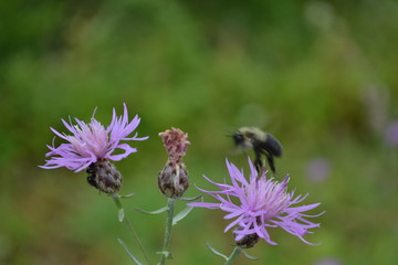 Bees on a Purple Thistle 