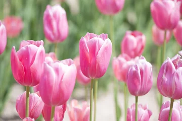 Crédence de cuisine en verre imprimé Tulipe ピンクのチューリップ畑
