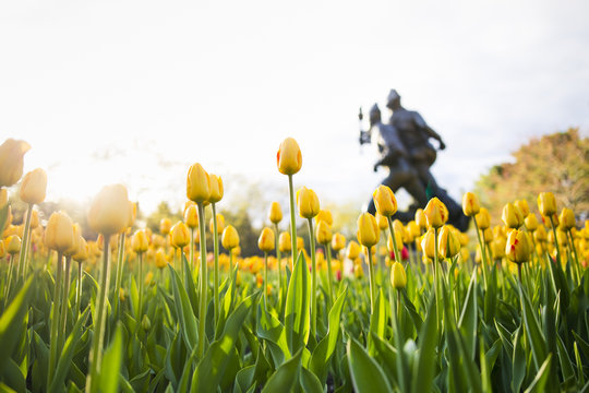 Ottawa Tulips Festival In Spring