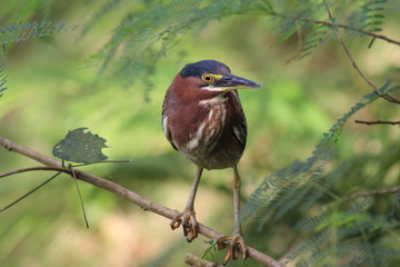 Bird on a Limb