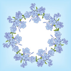 Plumbago auriculata lam flower. (leadworth flower) arrange in round shape.