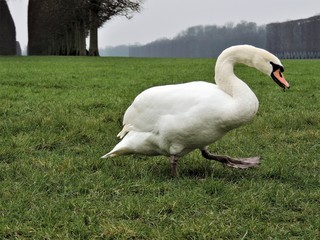 Swan at Versailles