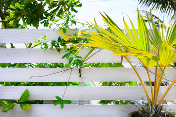 white wooden fence with fresh tropical trees around  - Powered by Adobe