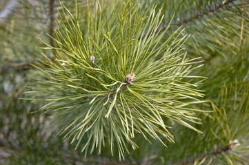 Пушистая зеленая ветвь маленькой сосны крупным планом.  © alexdesi