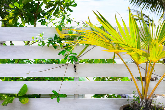 white wooden fence with fresh tropical trees around 