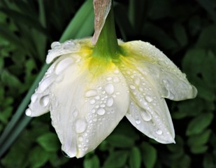 Daffodil and raindrops