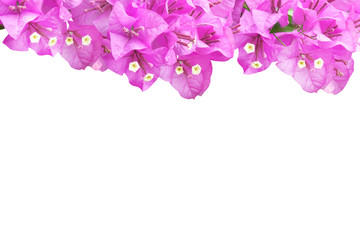 purple spring flower Bougainvillea (paper flower) isolated on white background