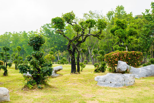 Ebony bonsai tree decoration garden
