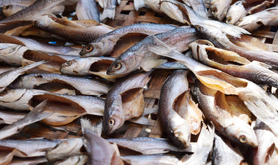 Flathead mullet, Grey mullet, Striped mullet