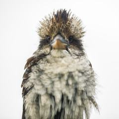 Australian kookaburra by itself resting outdoors during the day in Queensland