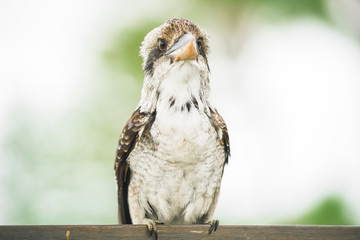 Australian kookaburra by itself resting outdoors during the day in Queensland