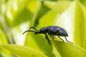 Black bug on leaf