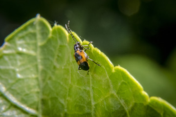 Brown and black bug with long antennas on leaf