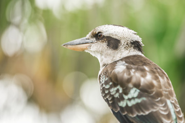 Australian kookaburra by itself resting outdoors during the day in Queensland