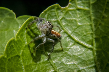 Small spider on leaf