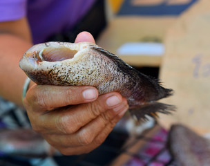 dried salted damsel fish
