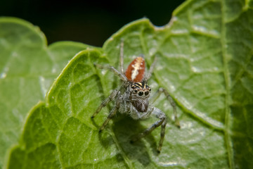 Small spider on leaf