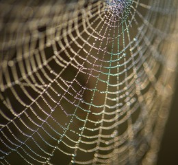 Spider web with dew droplets in big close up