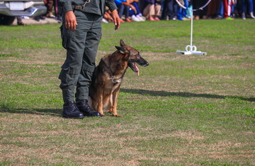 dog sit in being trained safety by soldier on the grass.