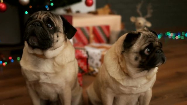 Portrait of couple of pug dog sitting on the floor near Christmas tree with gift box. Close up.