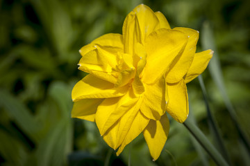 Close up of a yellow daffodil.