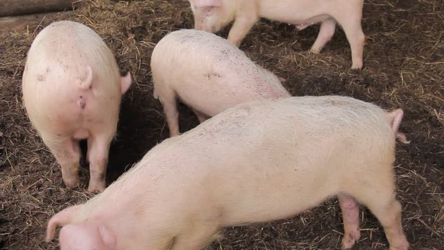 little pink pig on a farm in Russia