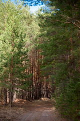 forest spring pines