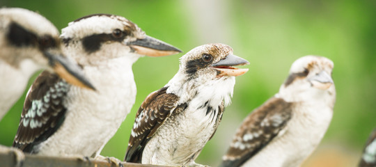 Australian kookaburras resting outdoors during the day in Queensland