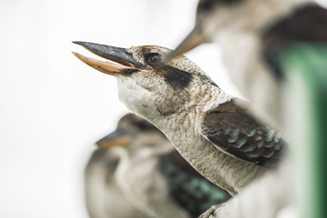 Australian kookaburras resting outdoors during the day in Queensland