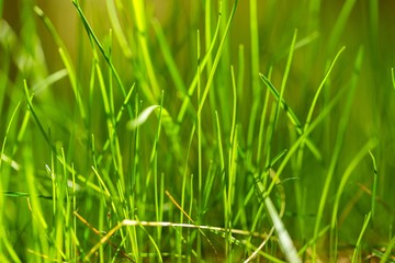 Young green grass in close up