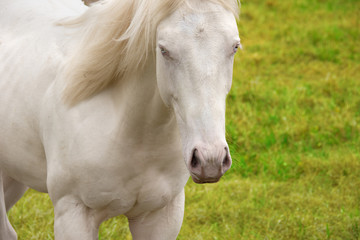 Beautiful white horse with striking blue eyes and flowing mane, with a green grass background in soft focus.