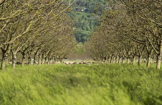 Moutons du Grésivaudan - Chartreuse - Isère.