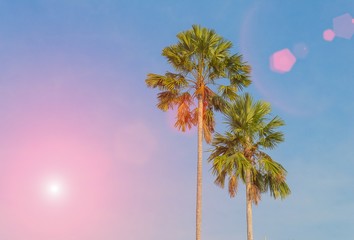 Palm trees on a background of blue sky  with sunset light tone.