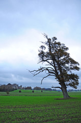 Sherborne Castle, England