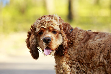 dog breed American Cocker Spaniel