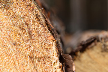 Trees chopped and stacked in forest