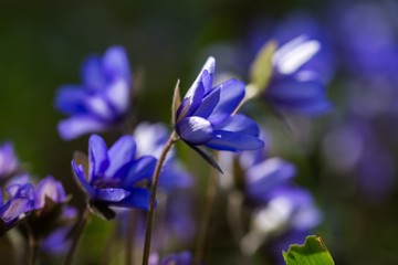 Fototapeta na wymiar Blue liverworts flowers in close up