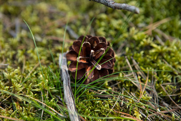 Pine cone on the ground