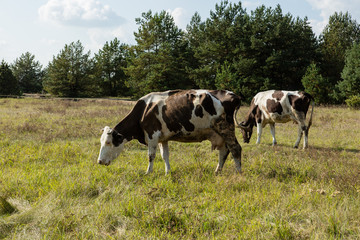 Dirty cow eating grass